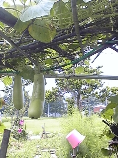 �J���g���[�}��