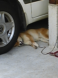 �v���C�o�V�[�ی�