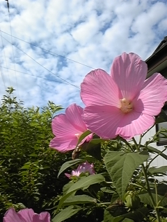 �V���Ɣ~�J