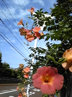 �u���[�n���C