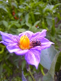 �g�����X�|�[�^�[